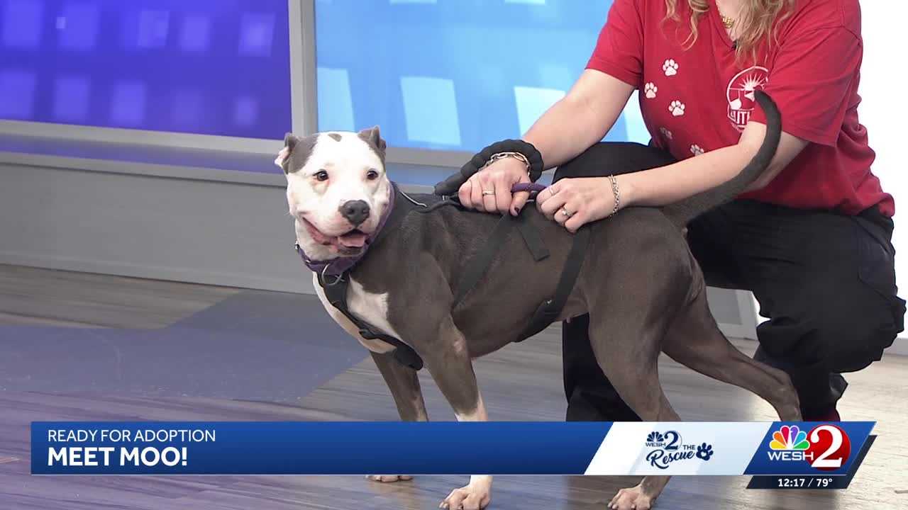 Moo at Southeast Volusia Humane Society is looking for a home — WESH 2 Orlando, Pasadena Community news