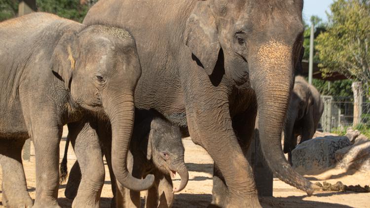 Houston Zoo makes emotional announcement involving Kirby and two other beloved elephants — KHOU 11 (Houston), Pasadena Community news