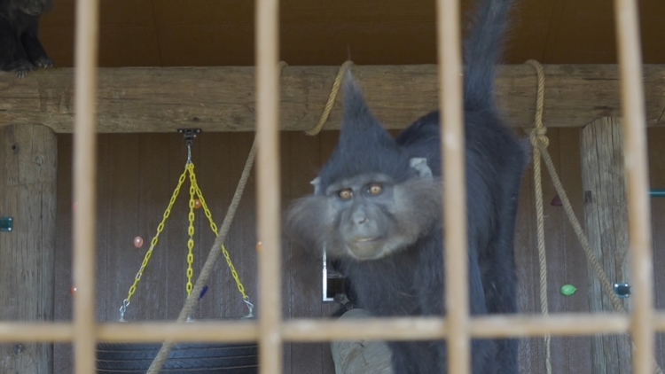 Exclusive look at Big Spring's newest community zoo — NewsWest 9 (Permian Basin), Pasadena Community news